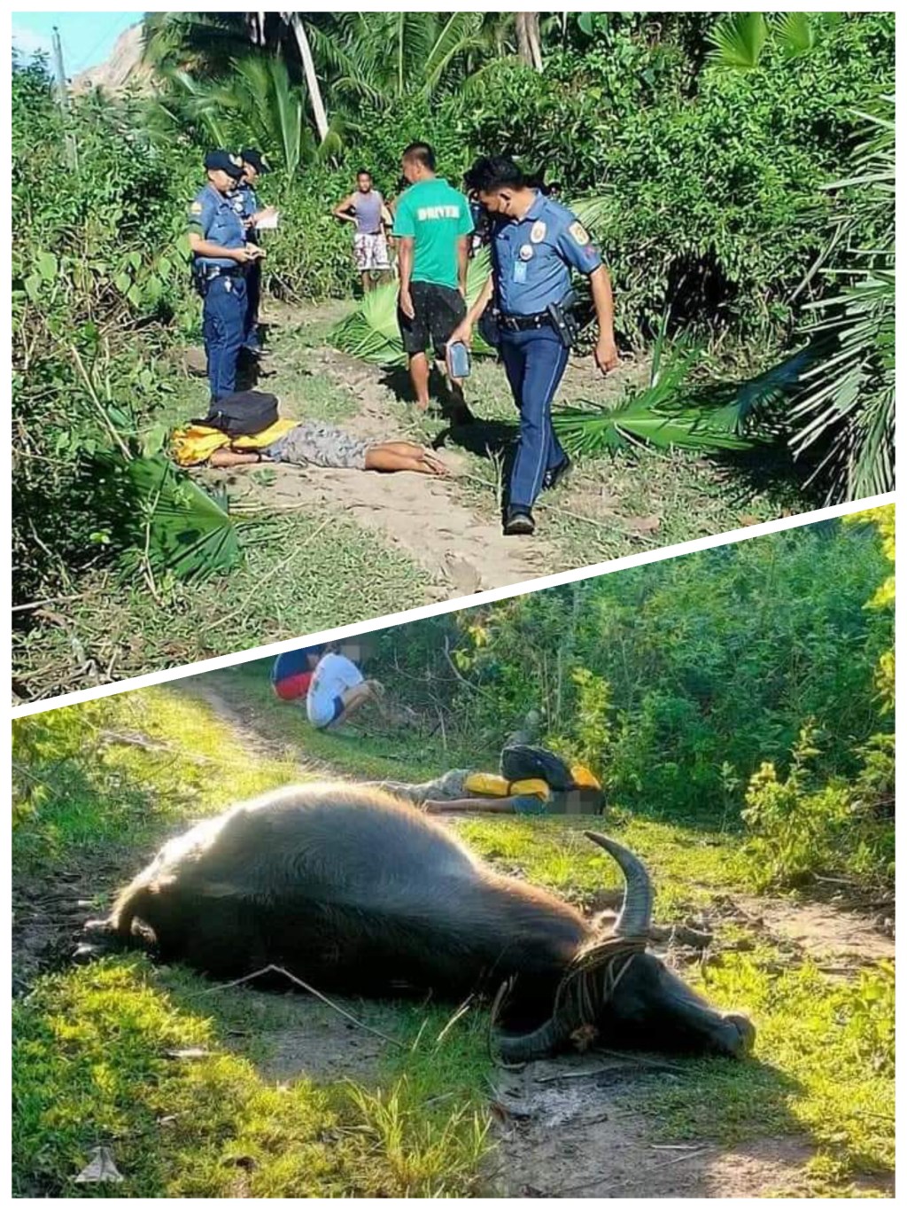 A CARABAO AND HIS OWNER, DEAD AFTER ELECTROCUTED IN CAMARINES&nbsp;SUR