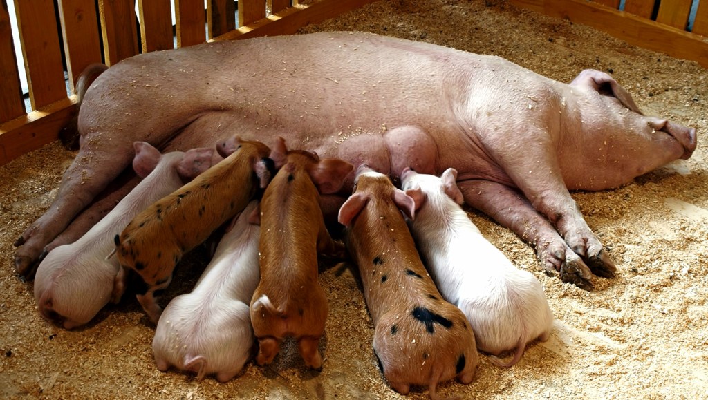 Senator Lapid Calls for Senate Probe on Expired ASF Vaccines Amid Swine Fever&nbsp;Epidemic