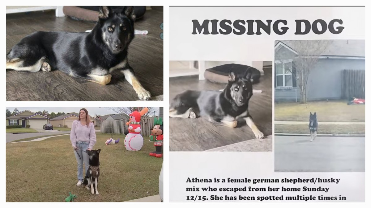 Lost Dog Returns Home, Rings Doorbell for Christmas Reunion News(01)