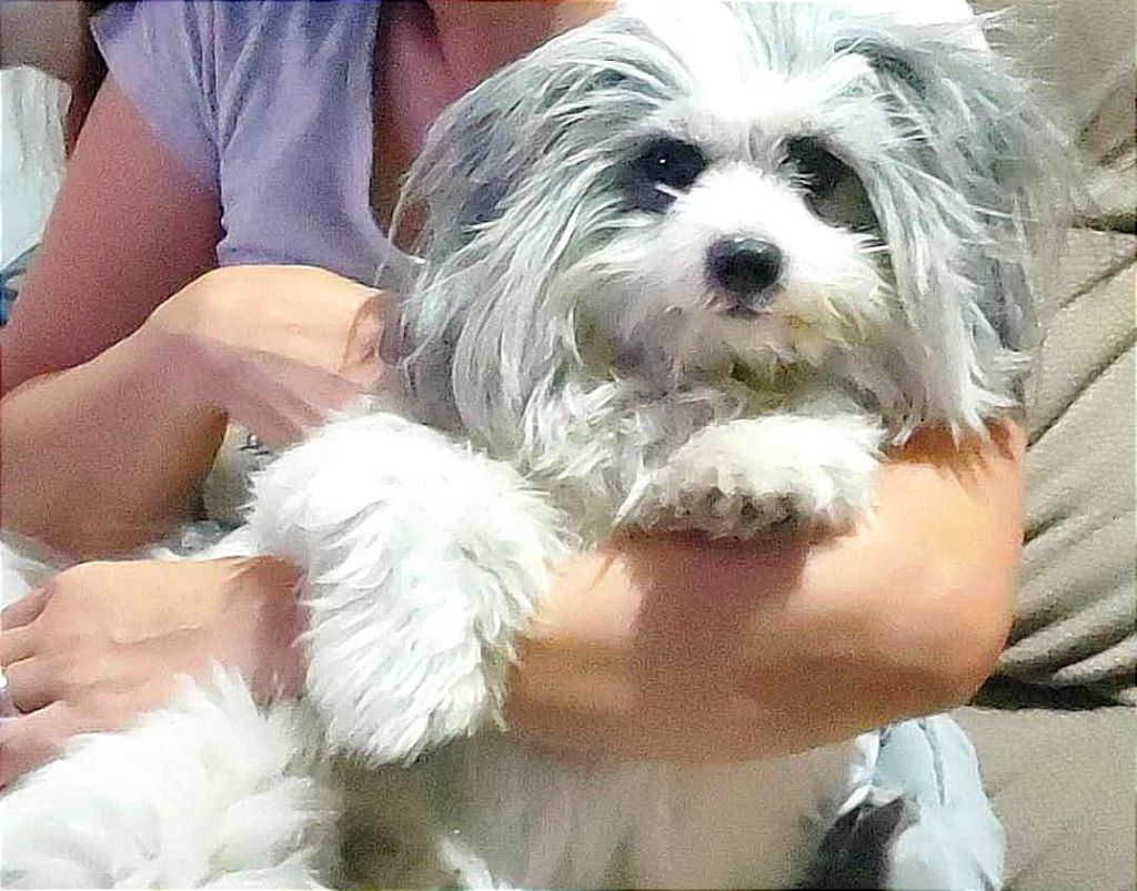 Vice Governor Karen Agapay Shares Pet Safety Tips for New Year’s&nbsp;Eve